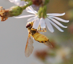 Syrphus rectus
