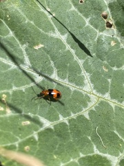 Aulacophora hilaris