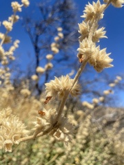 Malacothamnus orbiculatus