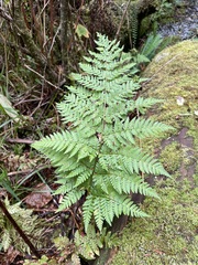 Dryopteris expansa