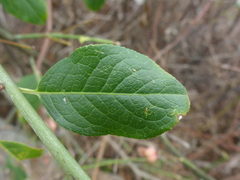 Euonymus atropurpureus