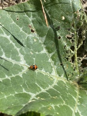 Aulacophora hilaris