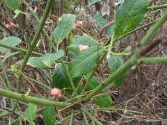 Euonymus atropurpureus