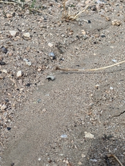 Dasymutilla sackenii