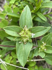 Richardia scabra