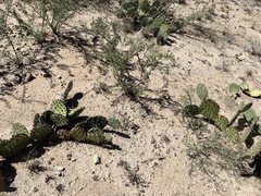 Opuntia tortispina