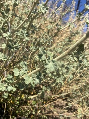 Malacothamnus orbiculatus