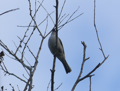 Melithreptus albogularis