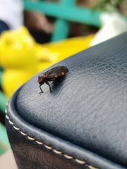 Prosapia ignifera