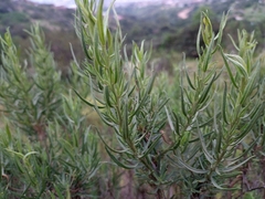 Baccharis linearis
