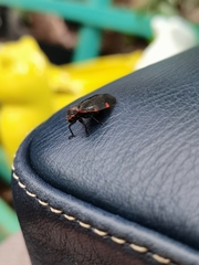 Prosapia ignifera