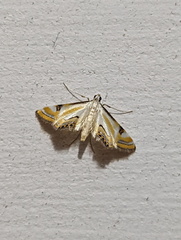 Tetrernia teminitis