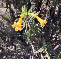 Diplacus aurantiacus