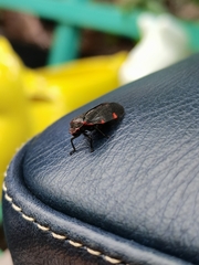 Prosapia ignifera