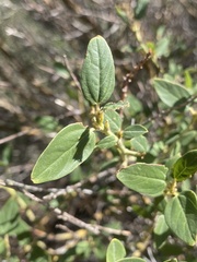 Ceanothus integerrimus macrothyrsus