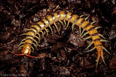 Scolopendra morsitans