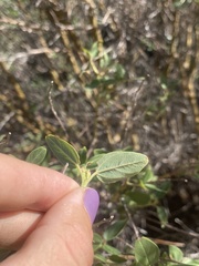 Ceanothus integerrimus macrothyrsus