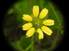 Berlandiera subacaulis