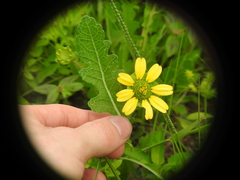Berlandiera subacaulis
