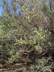 Ceanothus integerrimus macrothyrsus