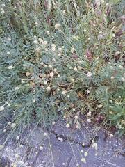 Sanguisorba minor minor