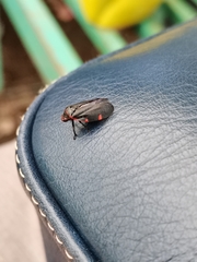 Prosapia ignifera