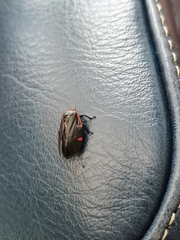 Prosapia ignifera