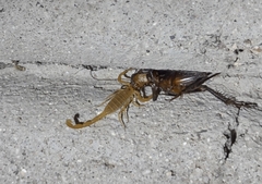 Centruroides sculpturatus