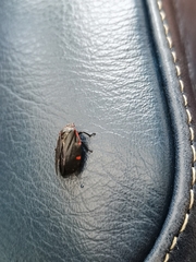 Prosapia ignifera