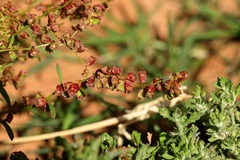 Rumex crystallinus