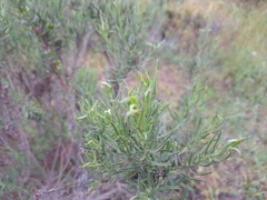 Baccharis linearis