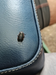 Prosapia ignifera