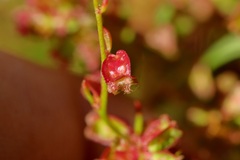 Rumex crystallinus