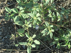 Croton monanthogynus