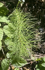 Equisetum telmateia