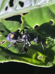 Hoplomutilla