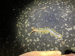 Ethmostigmus rubripes