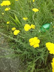 Achillea