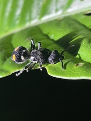 Hoplomutilla