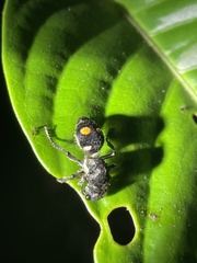 Hoplomutilla