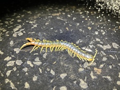 Ethmostigmus rubripes