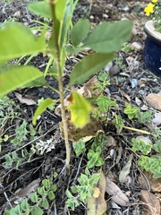 Forestiera acuminata