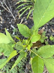 Forestiera acuminata