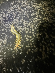 Ethmostigmus rubripes