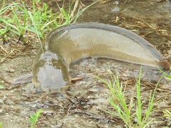Clarias batrachus