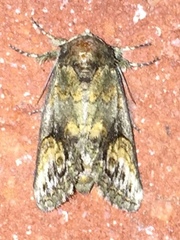 Rifargia subrotata