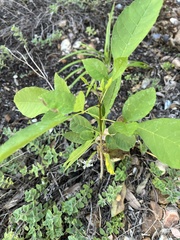 Forestiera acuminata