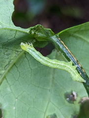 Chrysodeixis