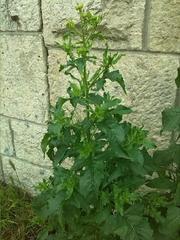 Brassicaceae