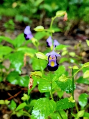 Torenia fournieri